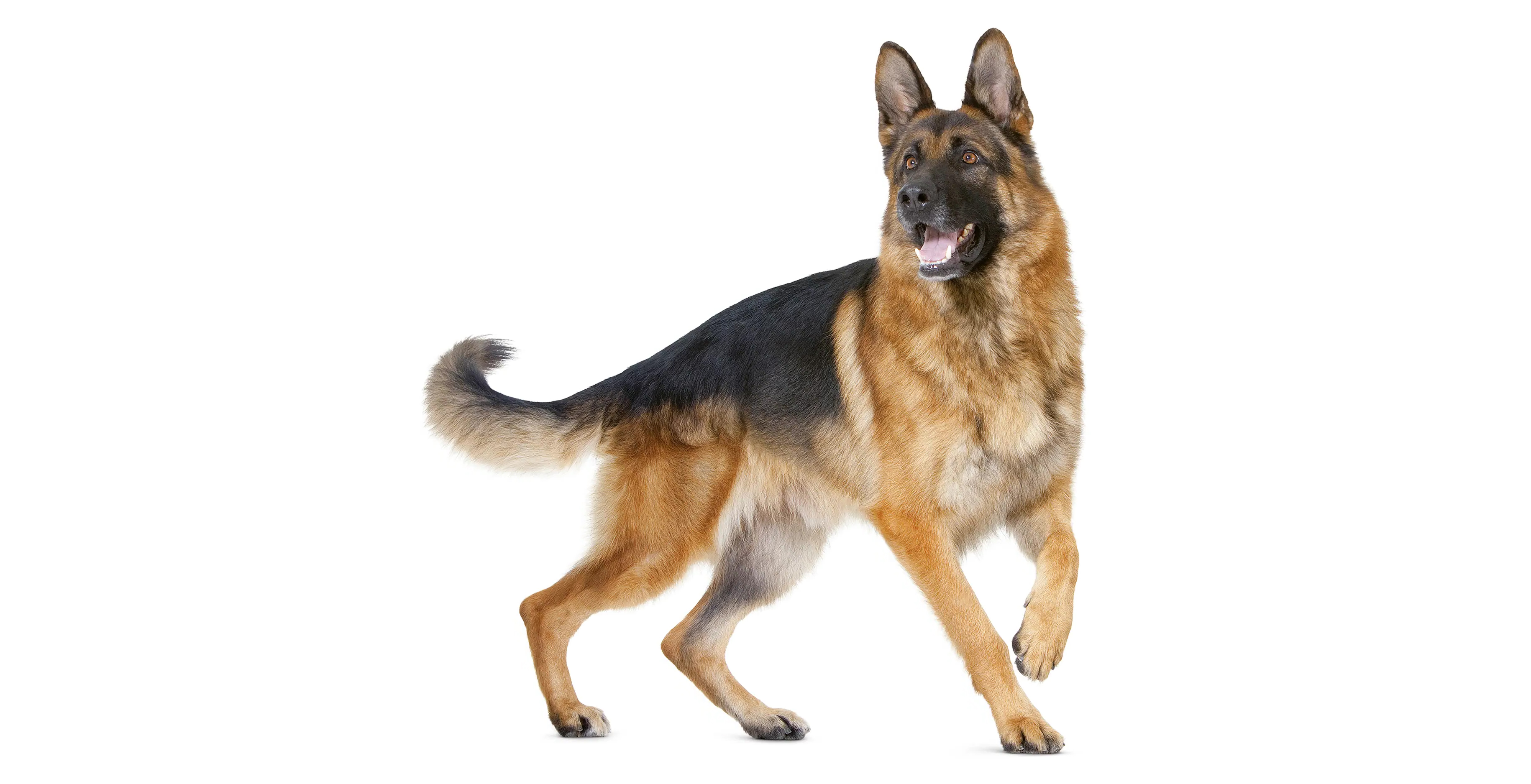 Beautiful German Shepherd dog representing beloved family pets protected by comprehensive pet insurance coverage