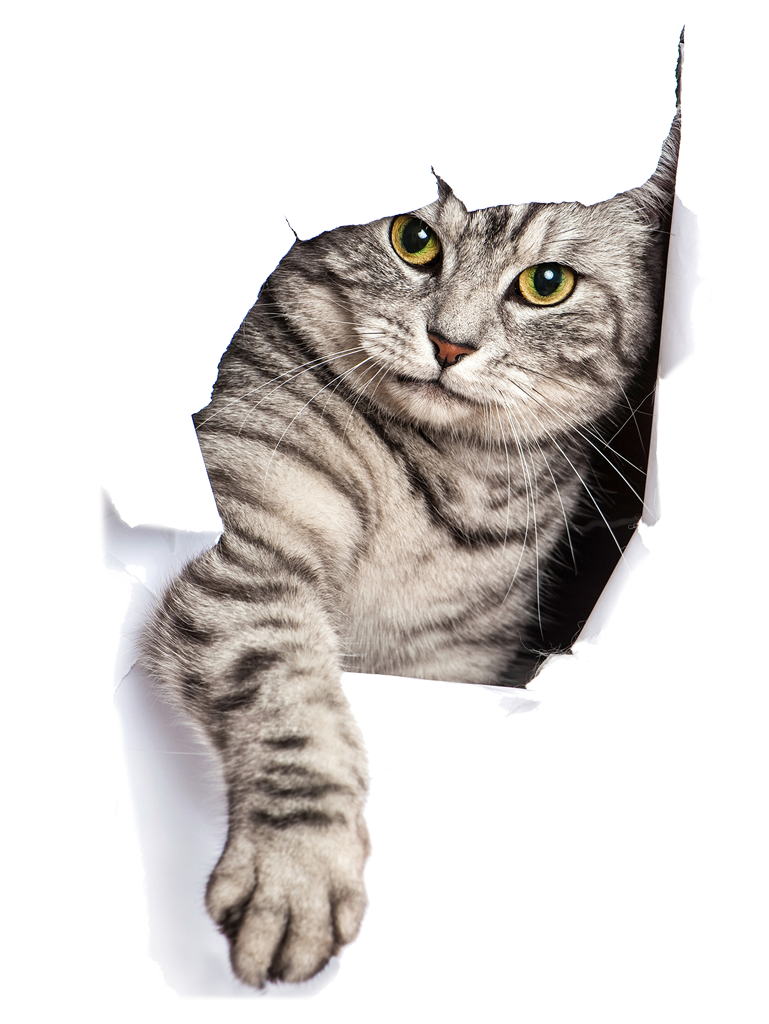 Adorable tabby cat with golden eyes peeking through representing beloved family pets requiring comprehensive healthcare coverage and protection